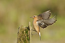 BUITEN BEELD Foto: 143686