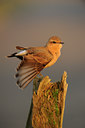 BUITEN BEELD Foto: 143696
