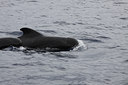 BUITEN BEELD Foto: 143776