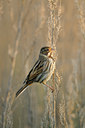 BUITEN BEELD Foto: 143932