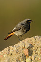 BUITEN BEELD Foto: 143978