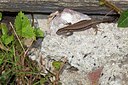 BUITEN BEELD Foto: 144054