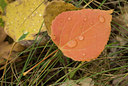 BUITEN BEELD Foto: 144182