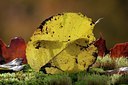 BUITEN BEELD Foto: 144378