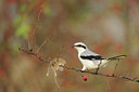 BUITEN BEELD Foto: 144383