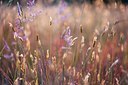 BUITEN BEELD Foto: 144470
