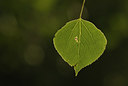 BUITEN BEELD Foto: 144743