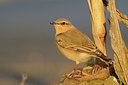 BUITEN BEELD Foto: 144827