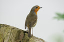 BUITEN BEELD Foto: 144854