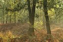 BUITEN BEELD Foto: 145188