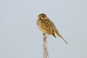 BUITEN BEELD Foto: 145272