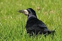 BUITEN BEELD Foto: 145296