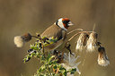 BUITEN BEELD Foto: 145453