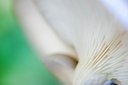 BUITEN BEELD Foto: 145475