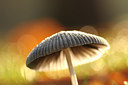 BUITEN BEELD Foto: 145539