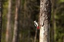 BUITEN BEELD Foto: 145639