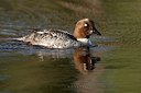 BUITEN BEELD Foto: 145640