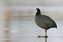 BUITEN BEELD Foto: 145878