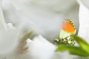 BUITEN BEELD Foto: 145912