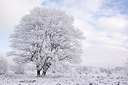 BUITEN BEELD Foto: 145937