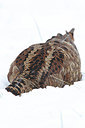 BUITEN BEELD Foto: 145941