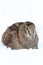 BUITEN BEELD Foto: 145942