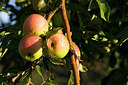 BUITEN BEELD Foto: 146034