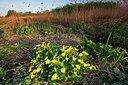 BUITEN BEELD Foto: 146045
