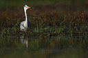 BUITEN BEELD Foto: 146207