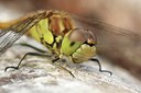 BUITEN BEELD Foto: 146272
