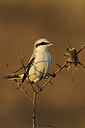 BUITEN BEELD Foto: 146306