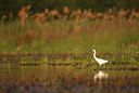 BUITEN BEELD Foto: 146333
