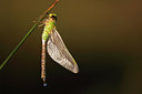 BUITEN BEELD Foto: 146355