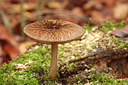 BUITEN BEELD Foto: 146369