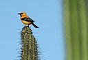 BUITEN BEELD Foto: 146533