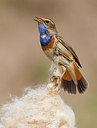 BUITEN BEELD Foto: 146649