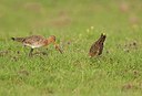 BUITEN BEELD Foto: 146713