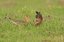 BUITEN BEELD Foto: 146718