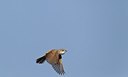 BUITEN BEELD Foto: 146743