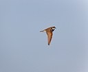 BUITEN BEELD Foto: 146746