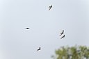 BUITEN BEELD Foto: 146750