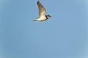 BUITEN BEELD Foto: 146759