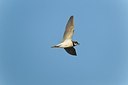 BUITEN BEELD Foto: 146760