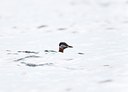BUITEN BEELD Foto: 146781