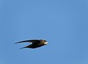 BUITEN BEELD Foto: 146793