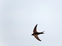 BUITEN BEELD Foto: 146801