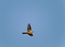 BUITEN BEELD Foto: 146827