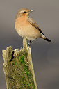 BUITEN BEELD Foto: 146981