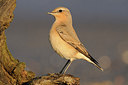 BUITEN BEELD Foto: 146982
