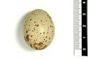 BUITEN BEELD Foto: 147049
